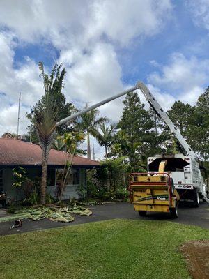 Big Island Tree Service at work