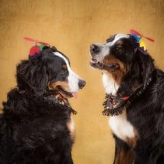 Fun hats and bandanas for dogs