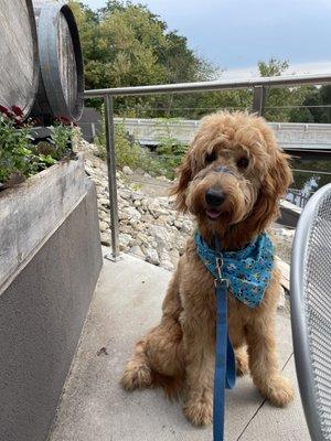 Dog-friendly patio for brunch