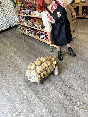 One of the cool reptiles they have, Just hanging out in the store.