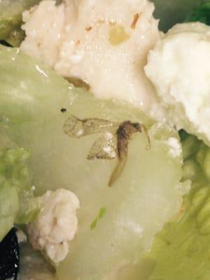 A second insect found in the salad