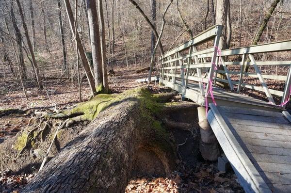 Between WP 7 and WP 9 on the map. Fallen tree has uplifted the bridge. Still passable.