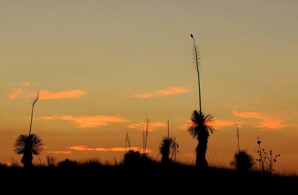 Sand dunes and sunrises @ Oasis State Park