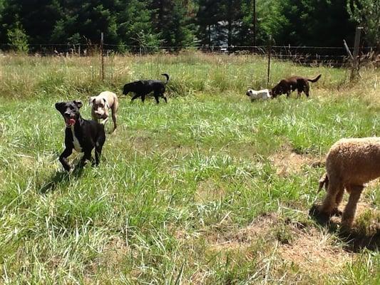 Country Livin' Dog Daycare & Kennels, LLC