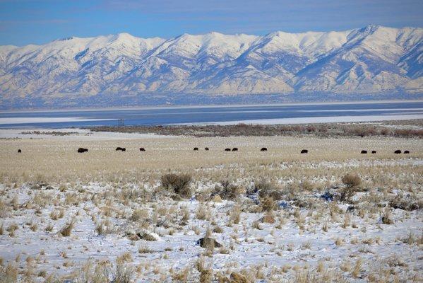 Buffalo in the snow on Antelope Island