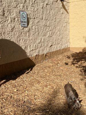 Hazel checking out the pet area