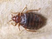 A bedbug believe it or not they are not invisible!