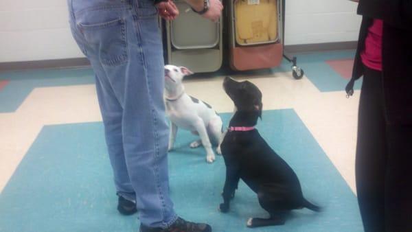 Off-Leash Puppy Class