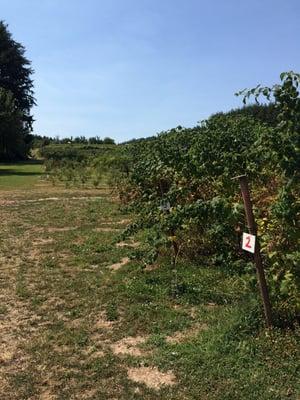 Blackberry and raspberry rows