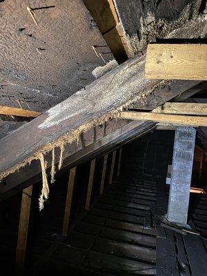 Attic Mold