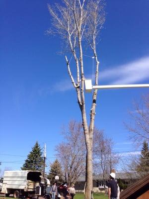 Todd’s Tip Top Complete Tree Service