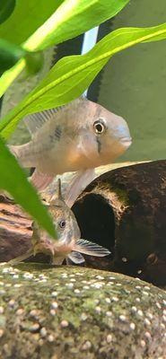 Bolivian ram and peppered corydora