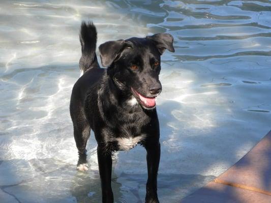 Apollo - Adopted at Labradors and Friends