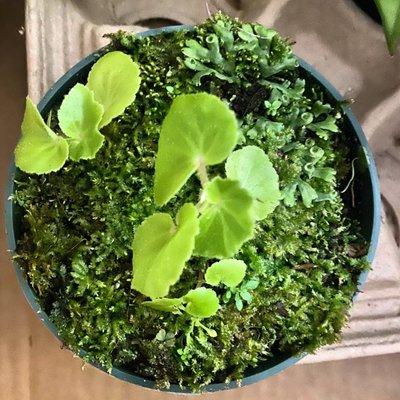 A moss pot with some liverwort and Begonia to make a mini terrarium!