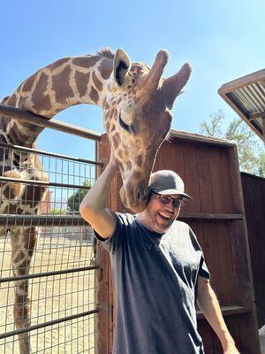 Just the sweetest giraffe giving snuggles!