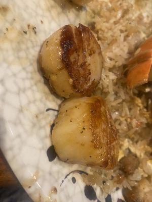 Scallops