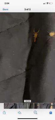 Scorpion in my bed