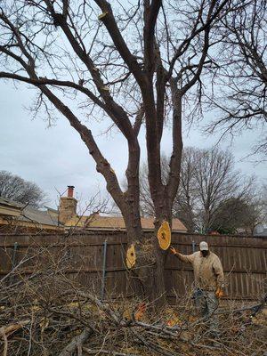 Get your tree cleaned friend