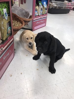 Ember & Ash sneaking a treat while Momma isn't watching.