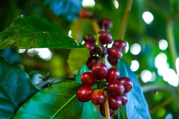 Buddha's Cup Kona Coffee and Tea Farm