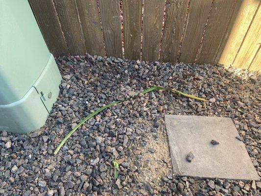 The bottom fence rail is not visible because of the rock and dirt put against the fence by Allo.