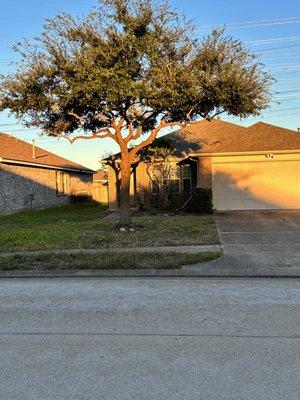 Tree after service