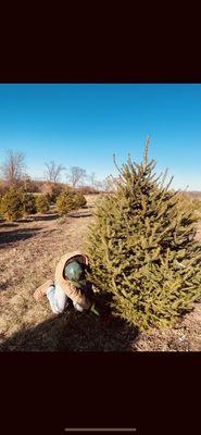 tree cutting