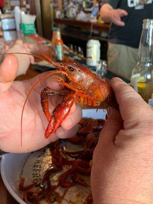 Big Ol Crawfish