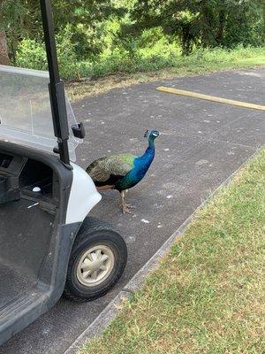 9 hole be the tee box , but these beautiful birds are everywhere on the course.