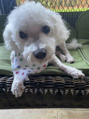 Her uneven haircut burns on her nose between her eyes. Miserable dog.