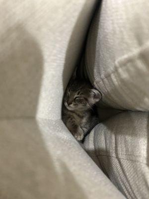 Ellie's favorite spot on the couch and also cute pictures of her