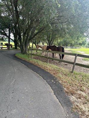 Light and dark brown horses