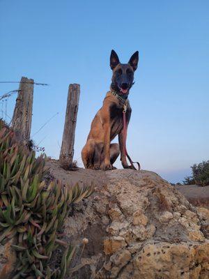 Confident Daisy, on a hike