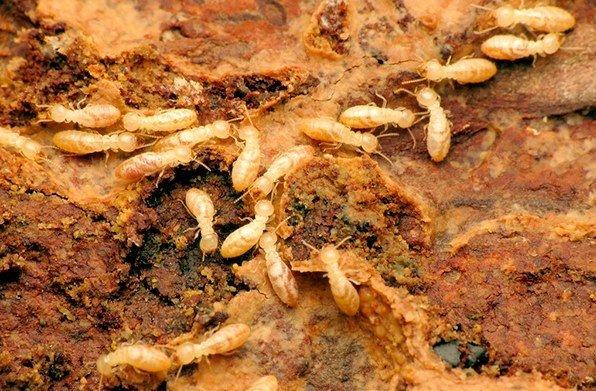 480 Termites