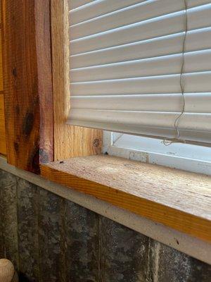 Dead flies in window sill. There are about 4 of them. They've been there for a while..