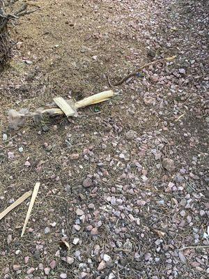 Tree root cut and left and other debris