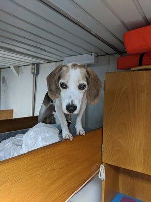 Pete inspecting top bunk for Bed Bugs