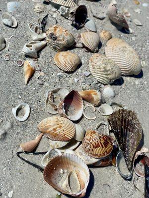 Abundance if sea shells