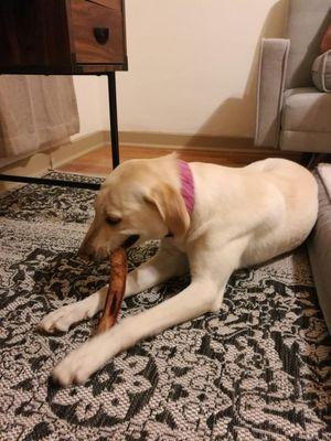 The second dog we adopted: Molly Labrador mix (with Greyhound?)