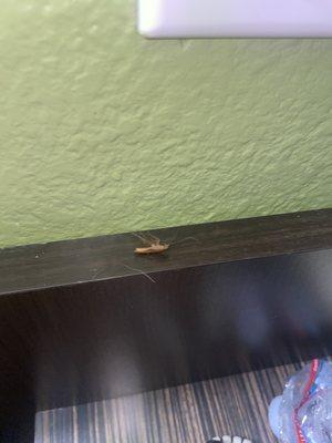 Cockroach crawling on the wall dead as fuck