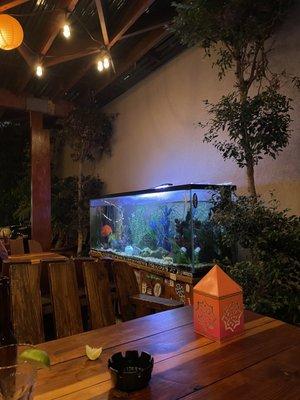 Aquarium in the back patio