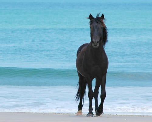 Take a trip to see the wild horses with the experts.  The Corolla Wild Horse Fund is the charity that manages the herd.