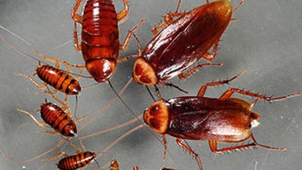 Cockroach Control Scottsdale