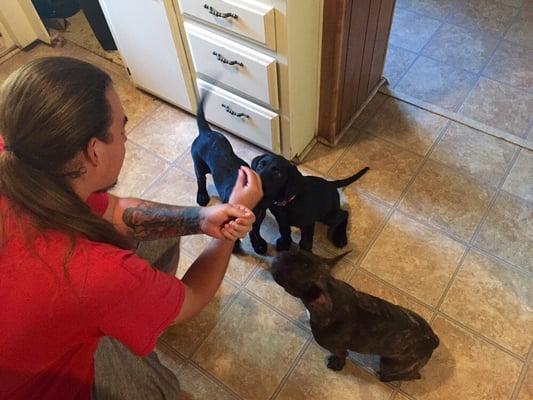 Our trainer, Cody getting started on Puppy Obedience.