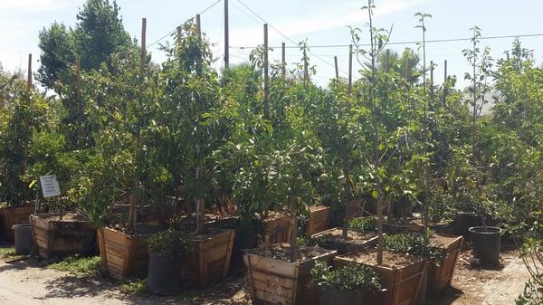 AVOCADO TREES IN 24BOX ABOUT 8FT TALL. WITH FRUIT ON THE TREES