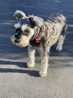 Fresh cut and bath!