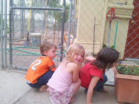 Pueblo West Boarding Kennels