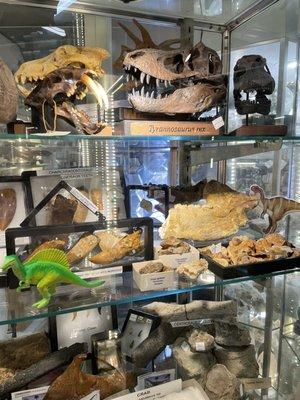 Some of the fossils