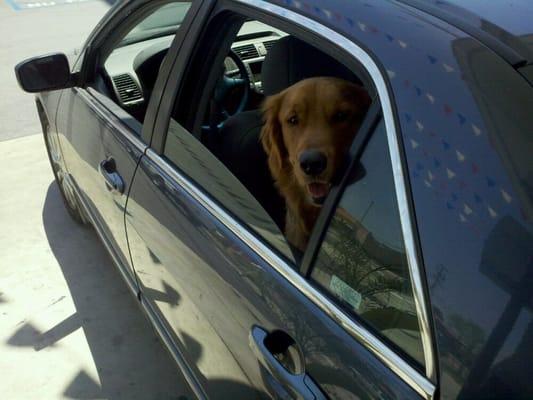 Conan patiently waiting for the car to move