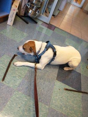 Getting treats and food in the Animal Antics store.